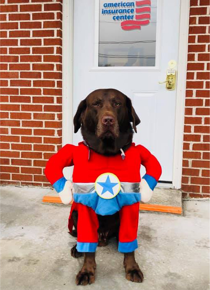 American Insurance pet wearing costume